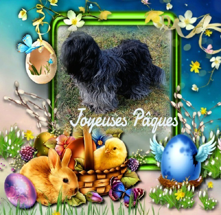 Joyeuses fêtes de Pâques 🐣