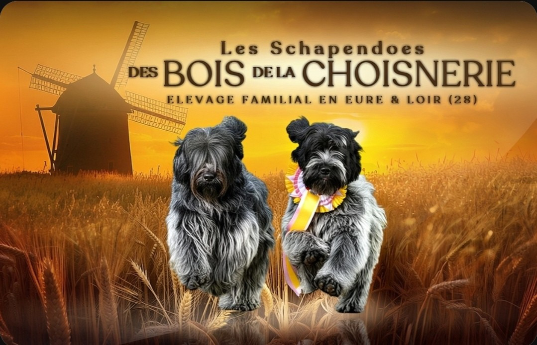 Des Bois De La Choisnerie